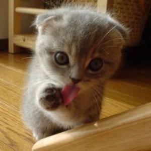 kitten licking paw